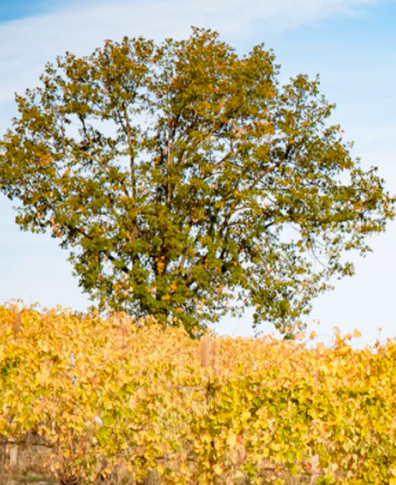 cycling-hub-cibo-e-vino-AZIENDA-VITIVINICOLA-I-CASINI2