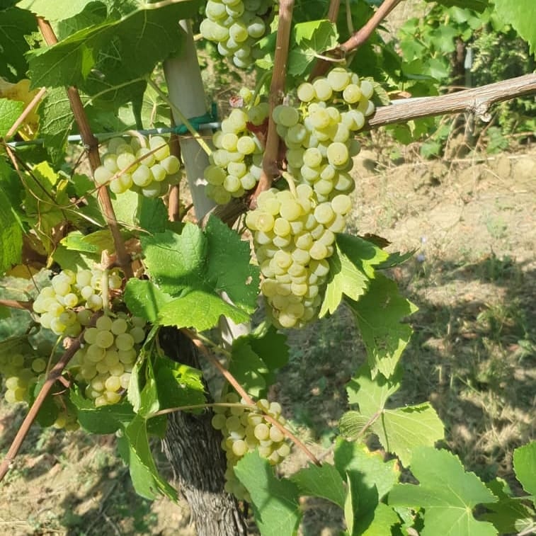 cantina agriturismo vignoli